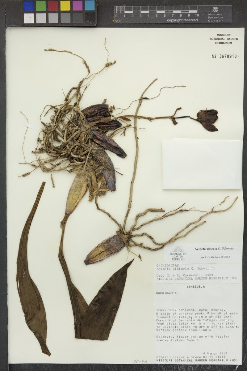 Acineta alticola