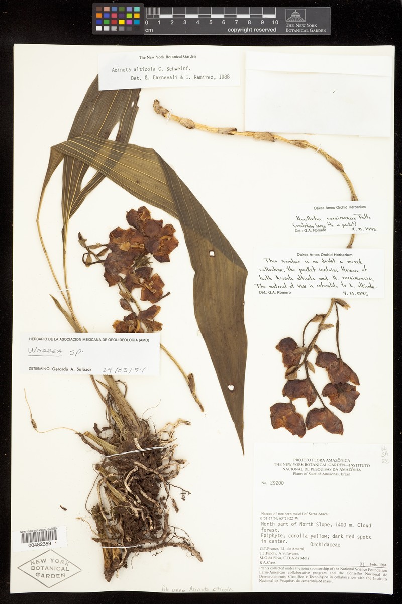 Acineta alticola photo 2