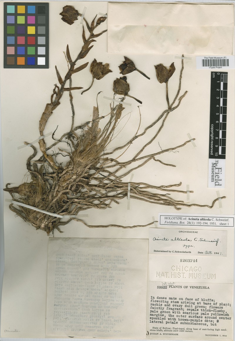 Acineta alticola photo 3