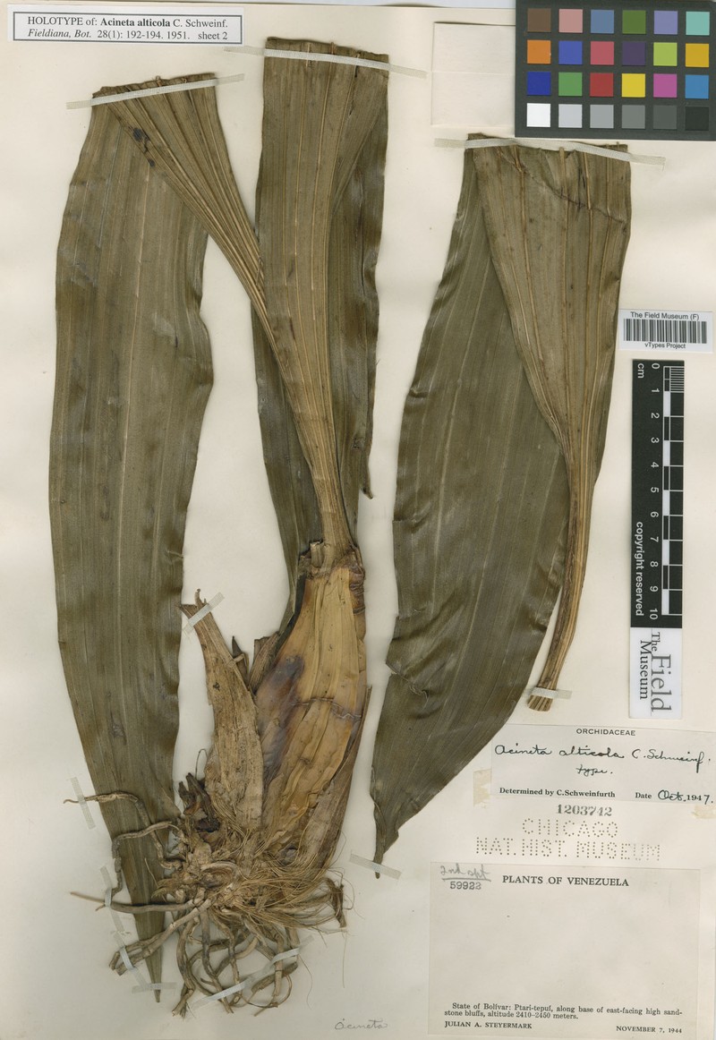 Acineta alticola photo 4