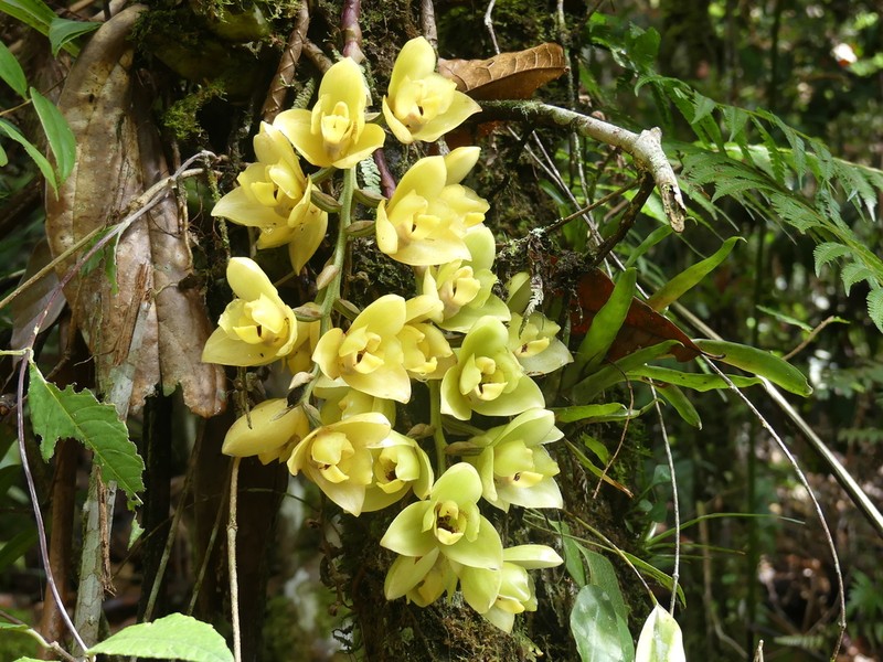 Acineta antioquiae