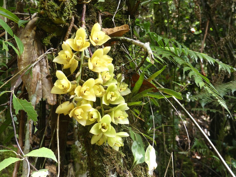 Acineta antioquiae photo 2