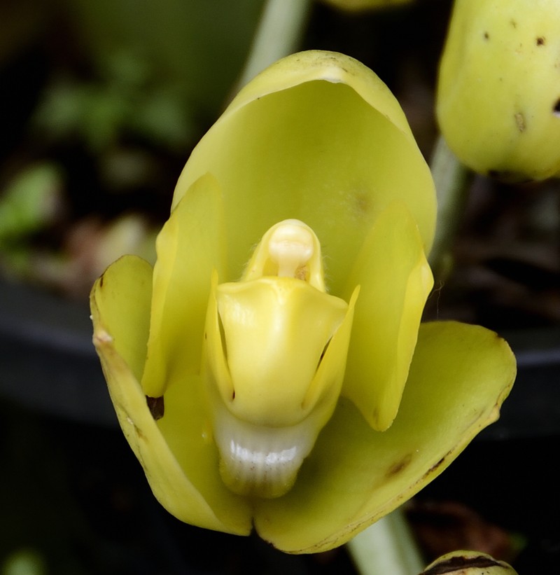 Acineta antioquiae photo 3