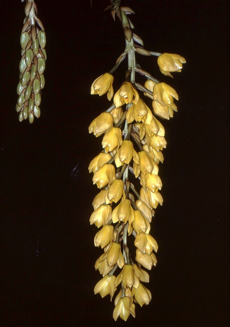 Acineta barkeri