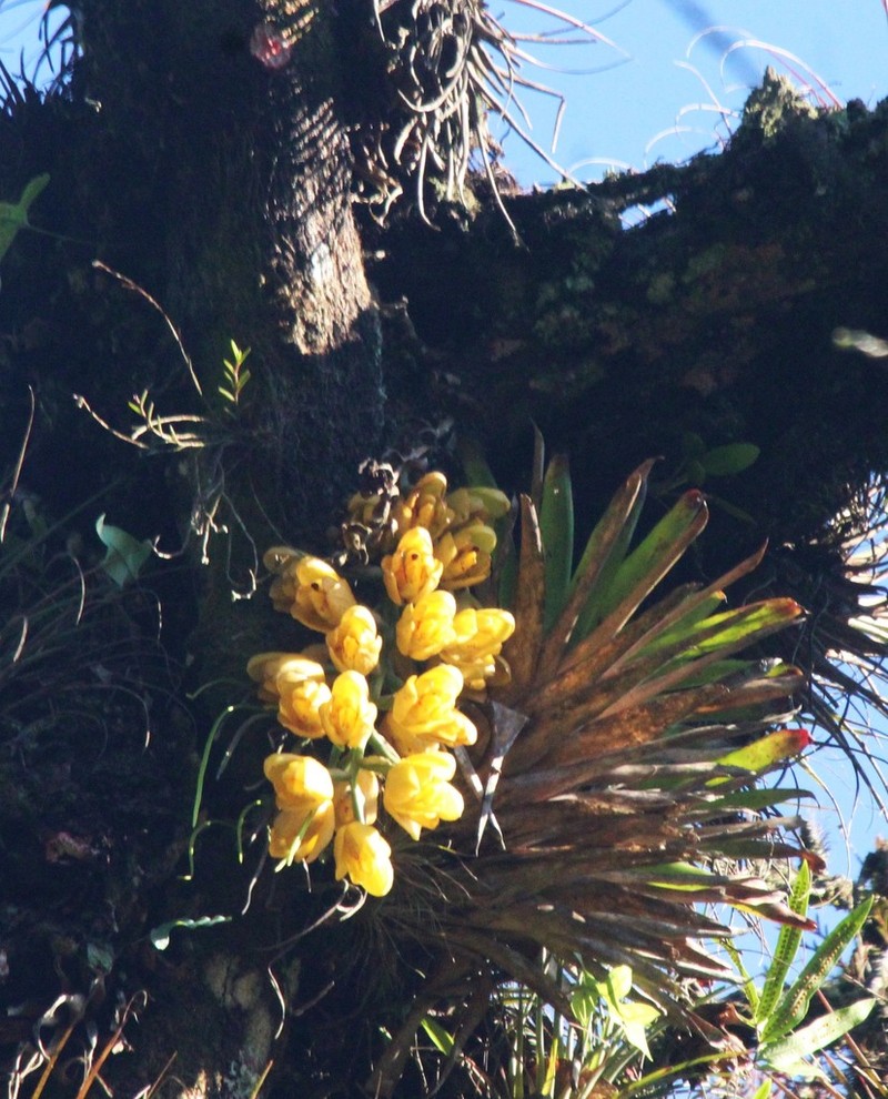 Acineta barkeri photo 2