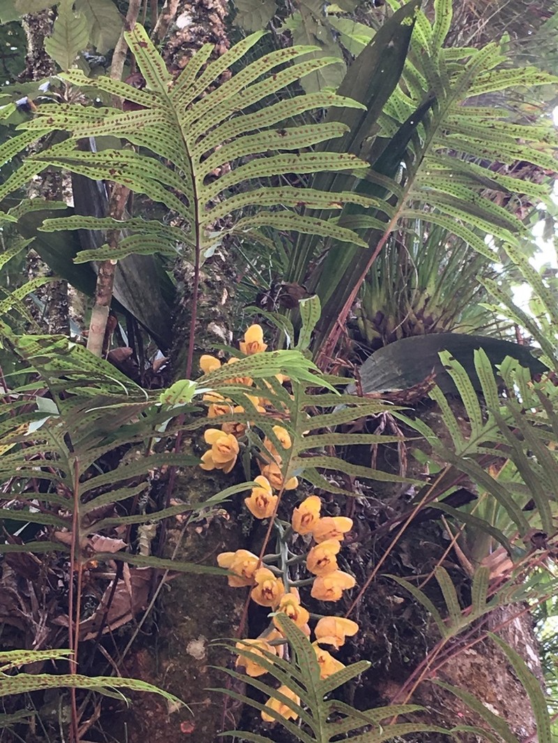 Acineta barkeri photo 3