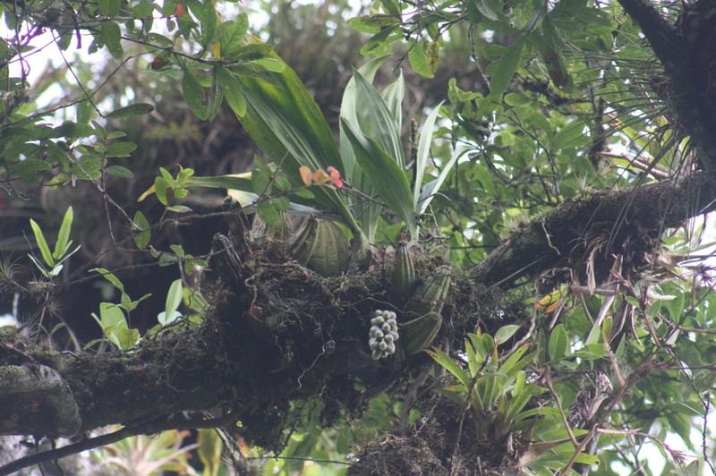 Acineta barkeri photo 4