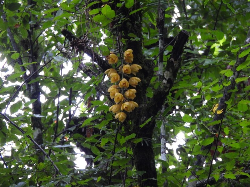 Acineta barkeri photo 5