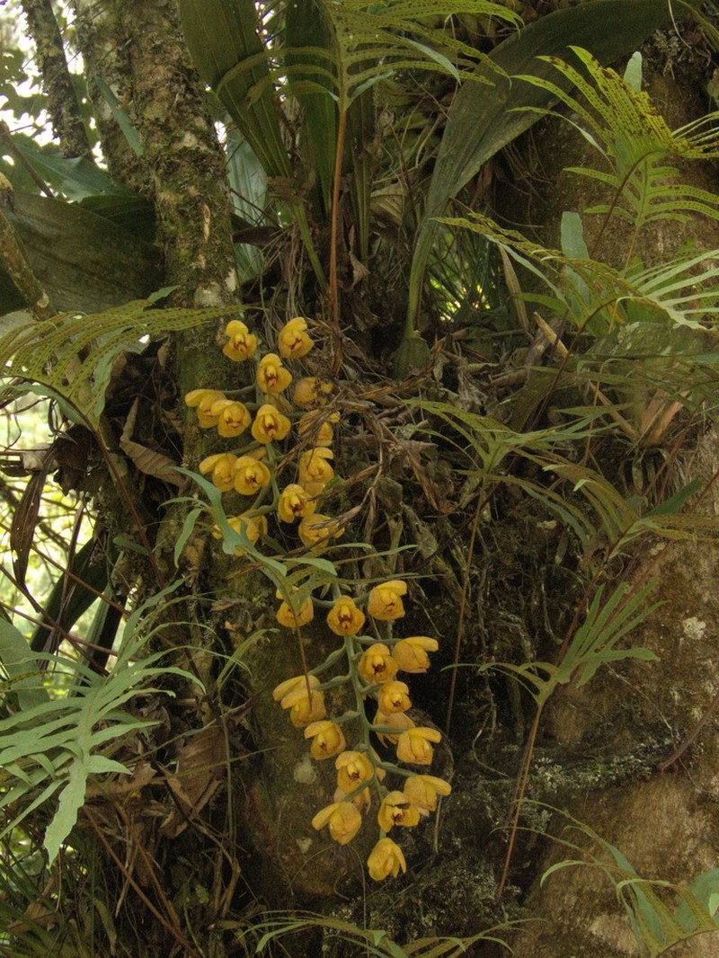 Acineta barkeri photo 6