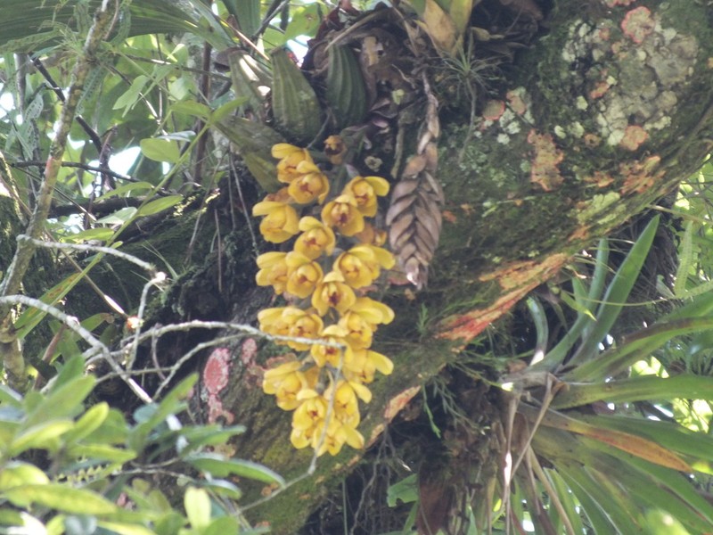 Acineta barkeri photo 8