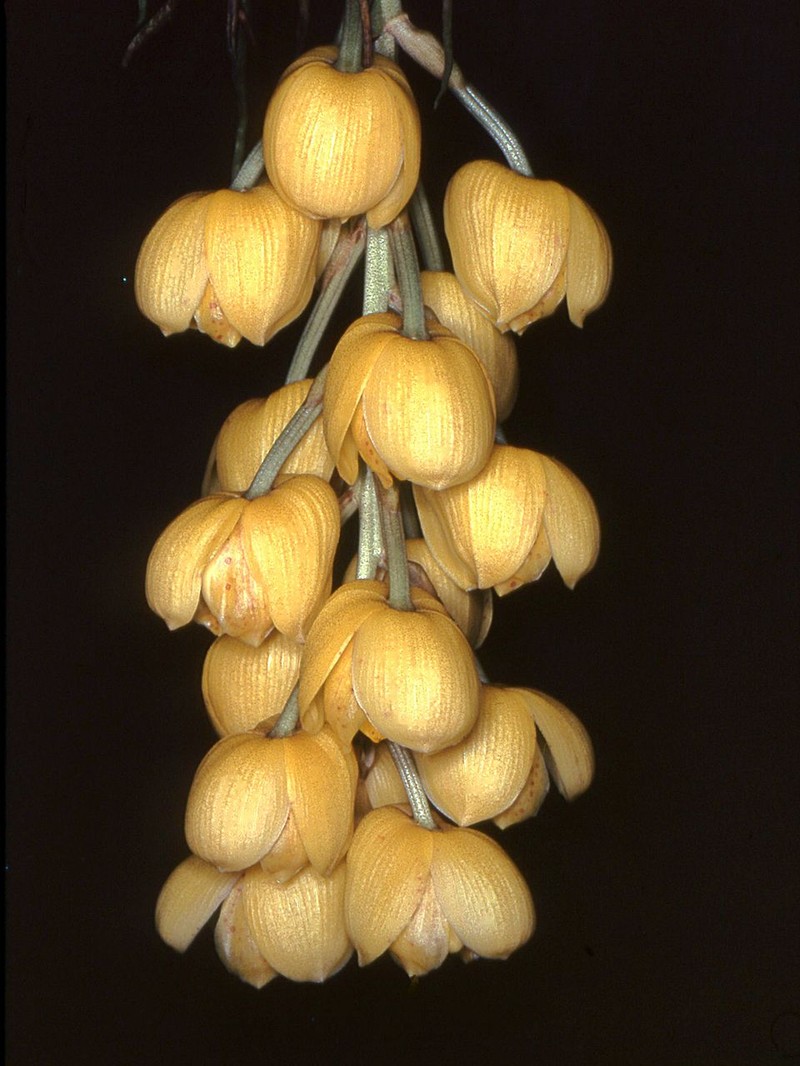 Acineta chrysantha