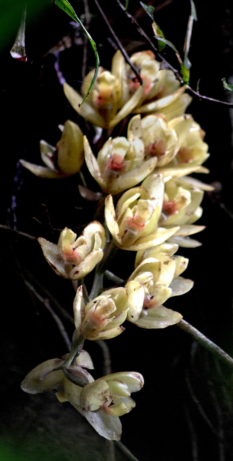 Acineta cryptodonta photo 4
