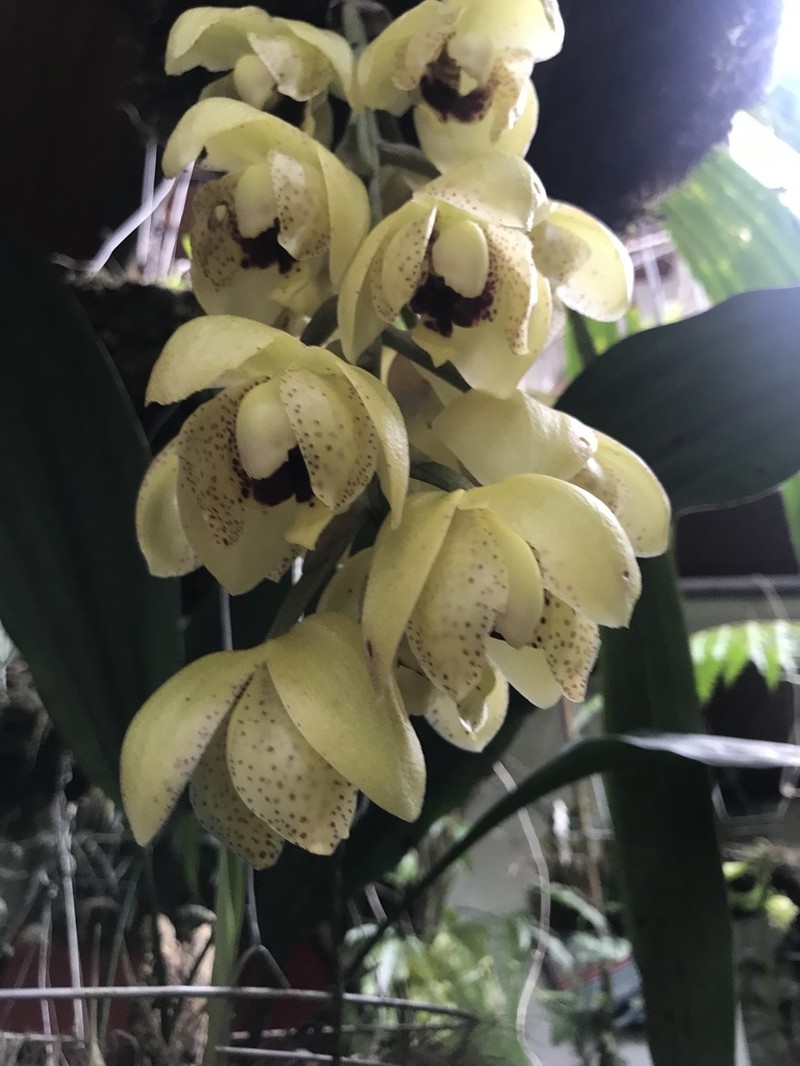 Acineta densa