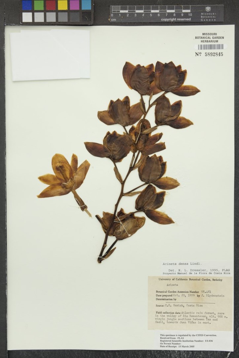 Acineta densa photo 2