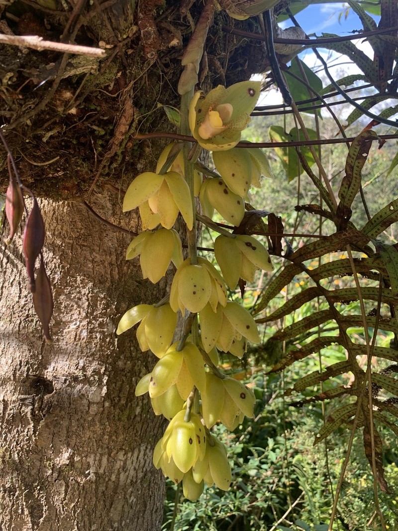 Acineta densa photo 3