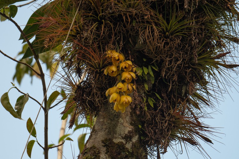 Acineta densa photo 5