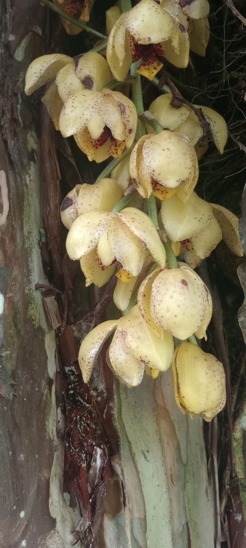 Acineta densa photo 6