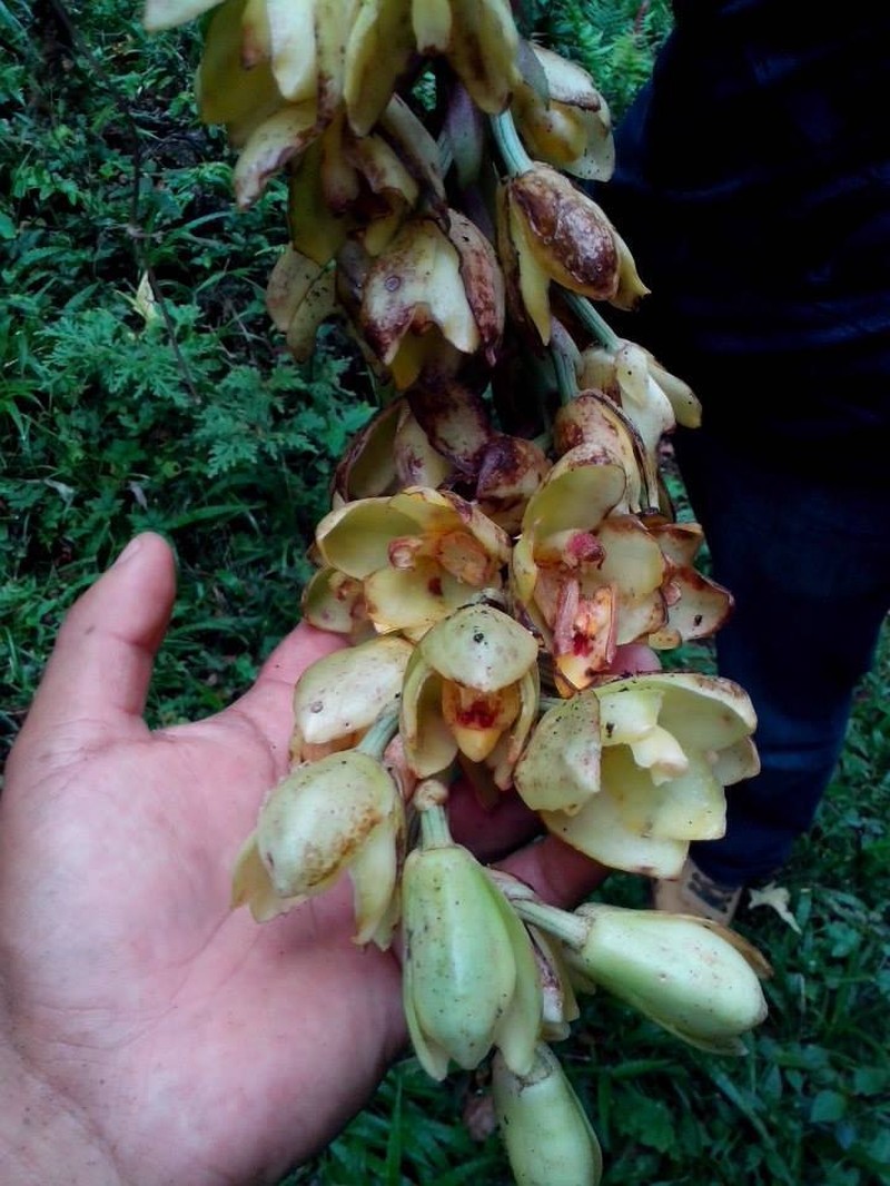 Acineta salazarii photo 2