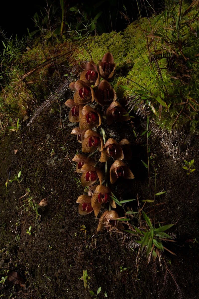 Acineta superba photo 2