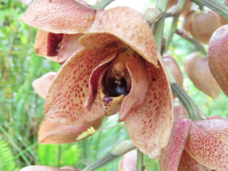 Acineta superba photo 3
