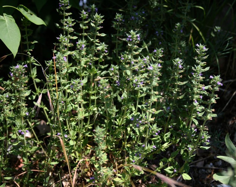 Basil Thyme photo 2