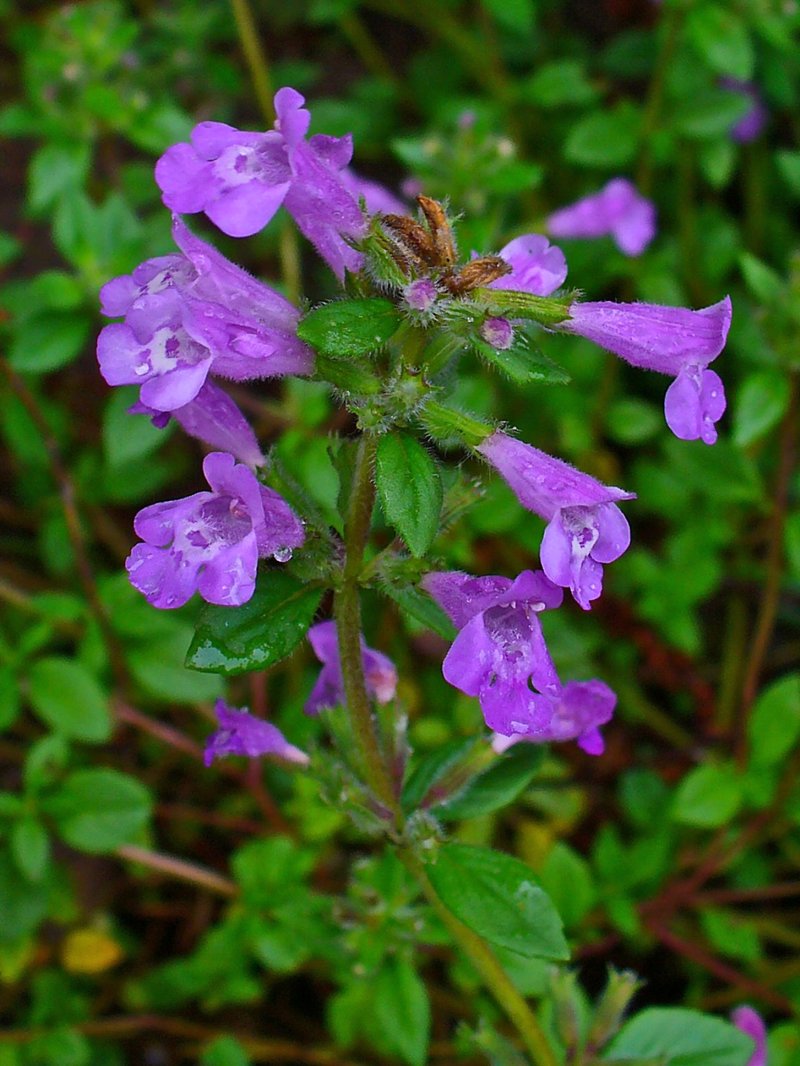 Basil Thyme photo 3