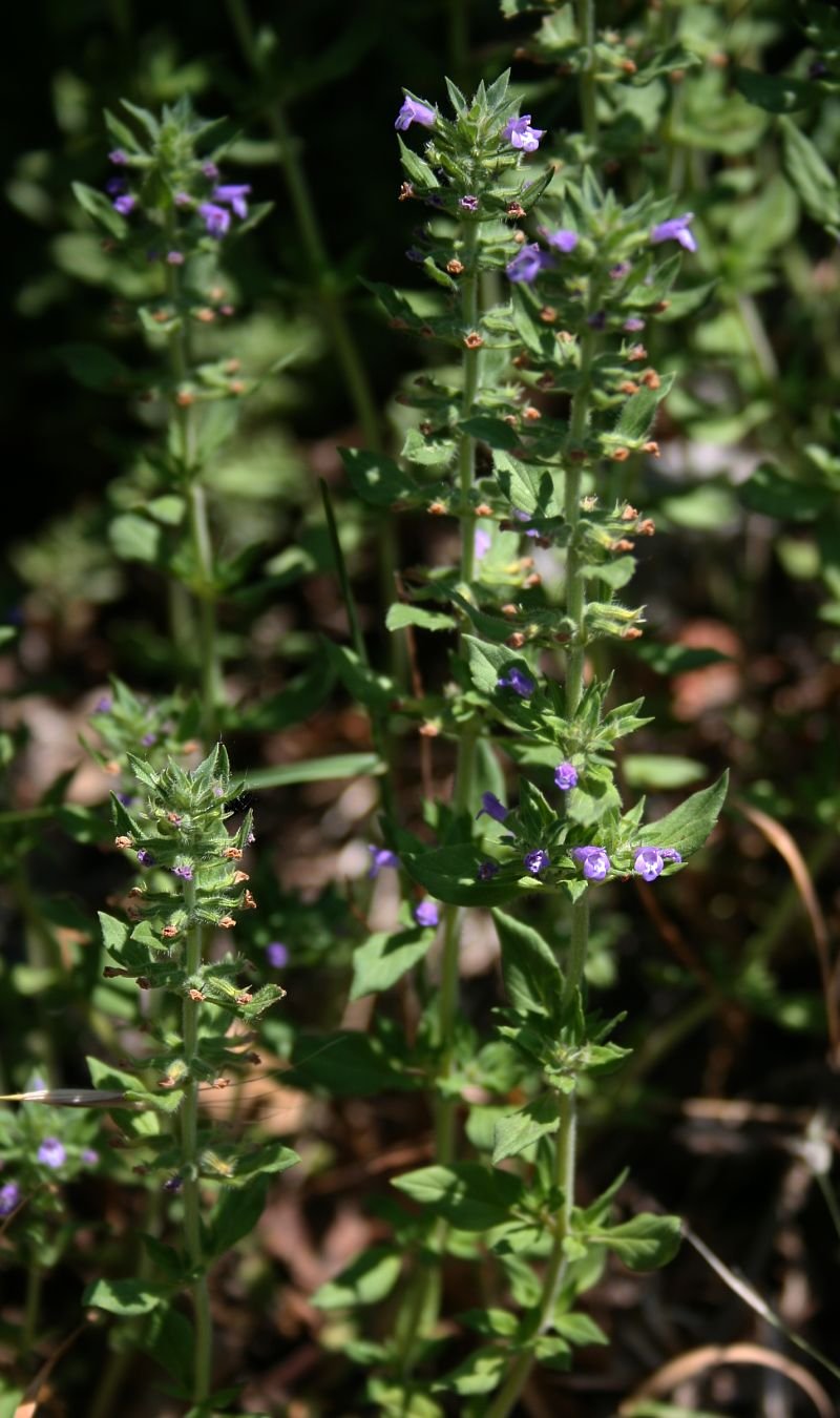 Basil Thyme photo 4