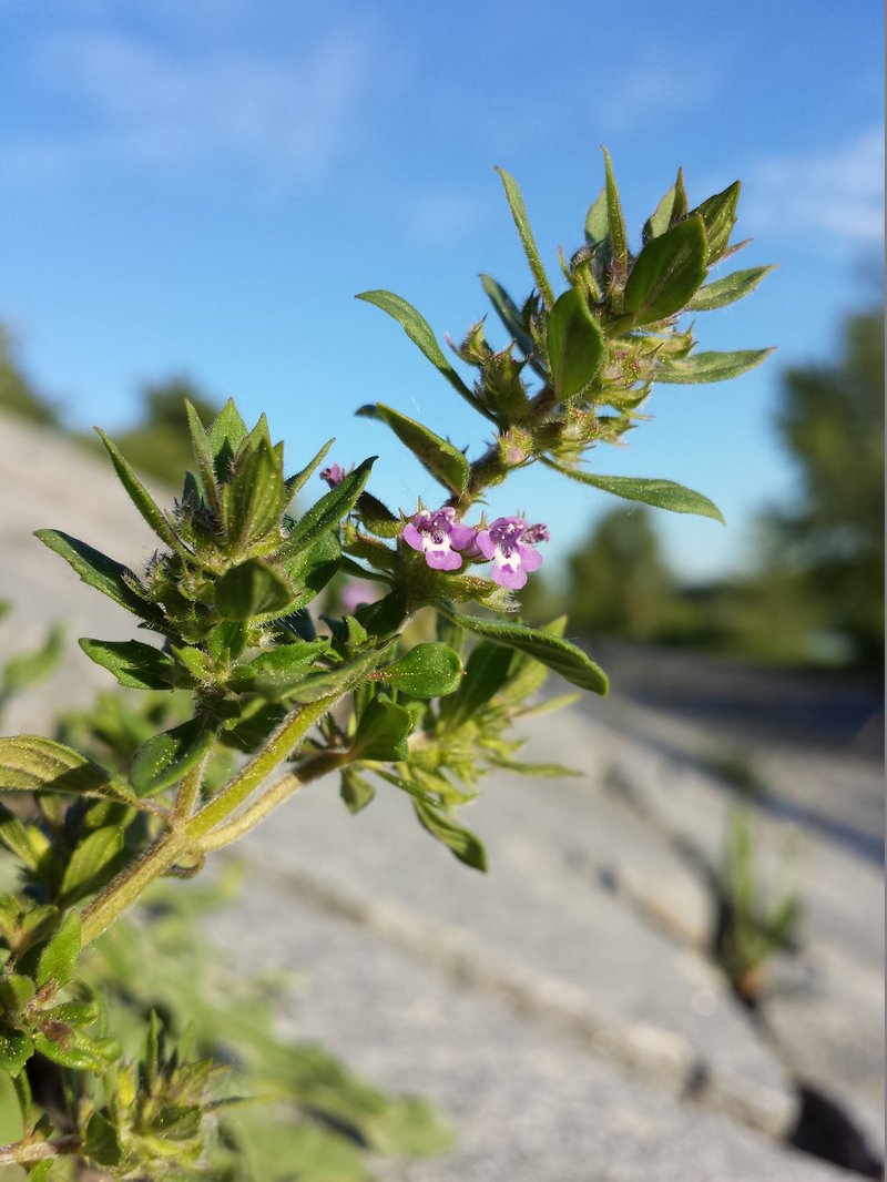 Basil Thyme photo 5