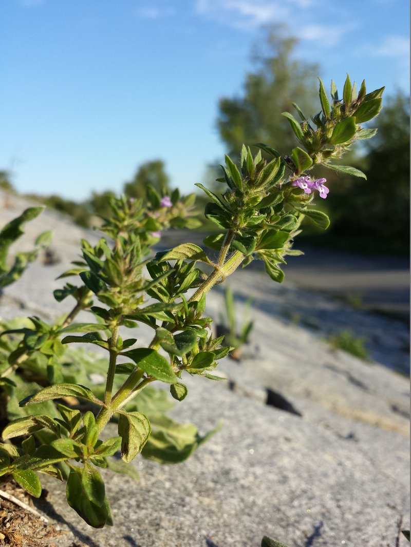 Basil Thyme photo 6