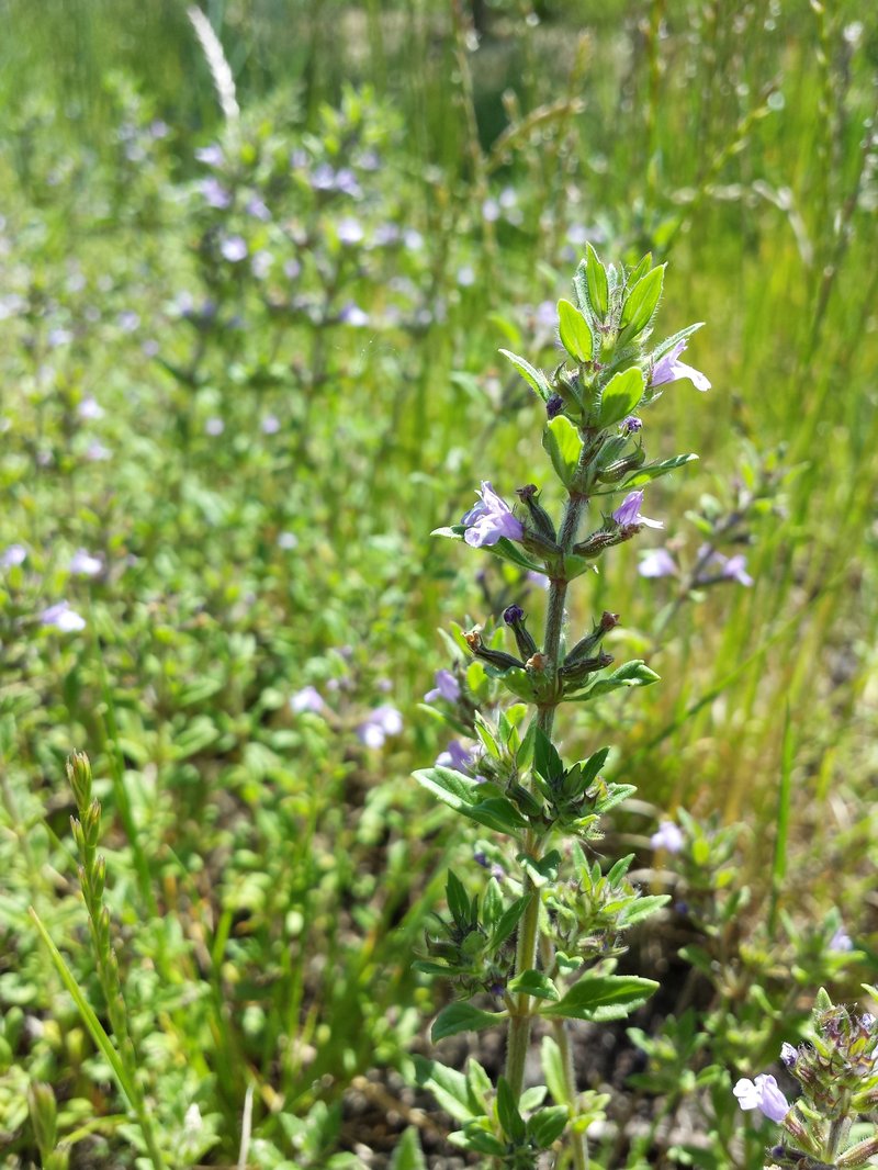 Basil Thyme photo 7