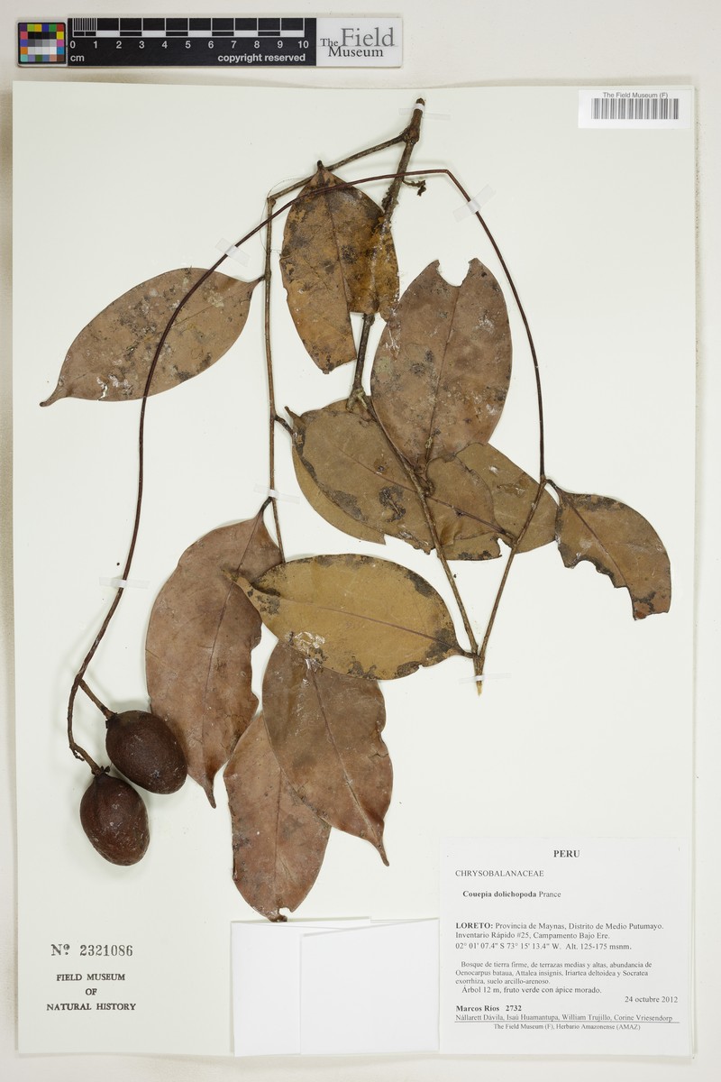 Acioa dolichopoda