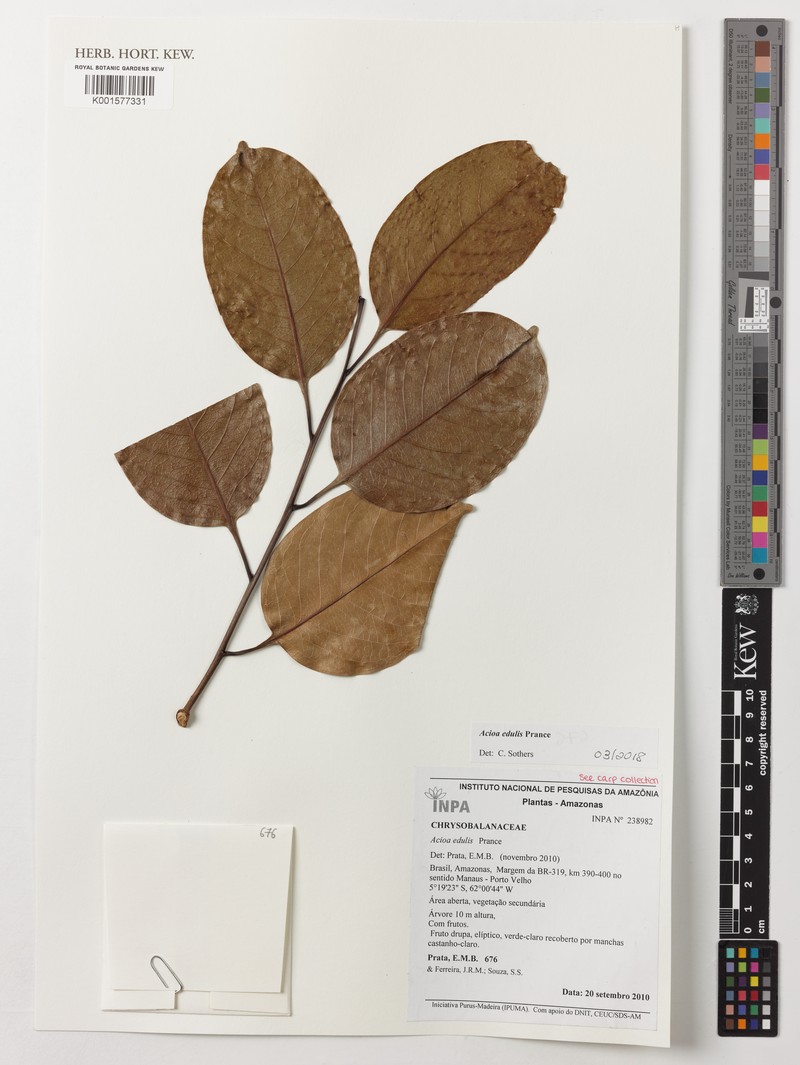 Acioa edulis