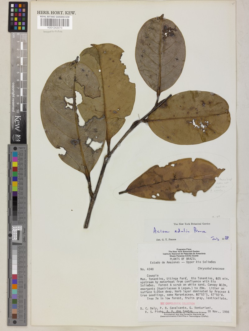 Acioa edulis photo 2