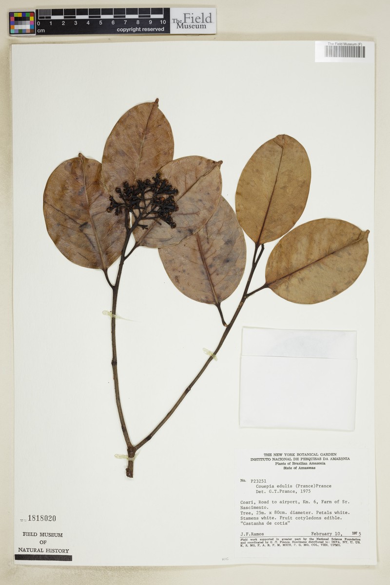 Acioa edulis photo 3