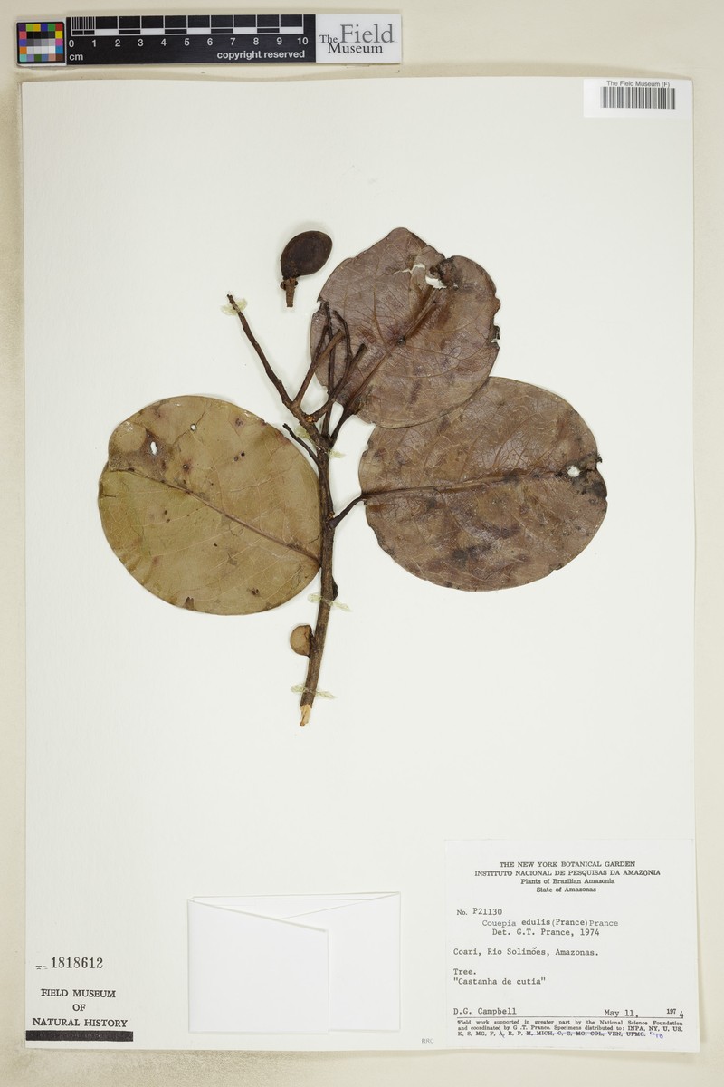 Acioa edulis photo 4