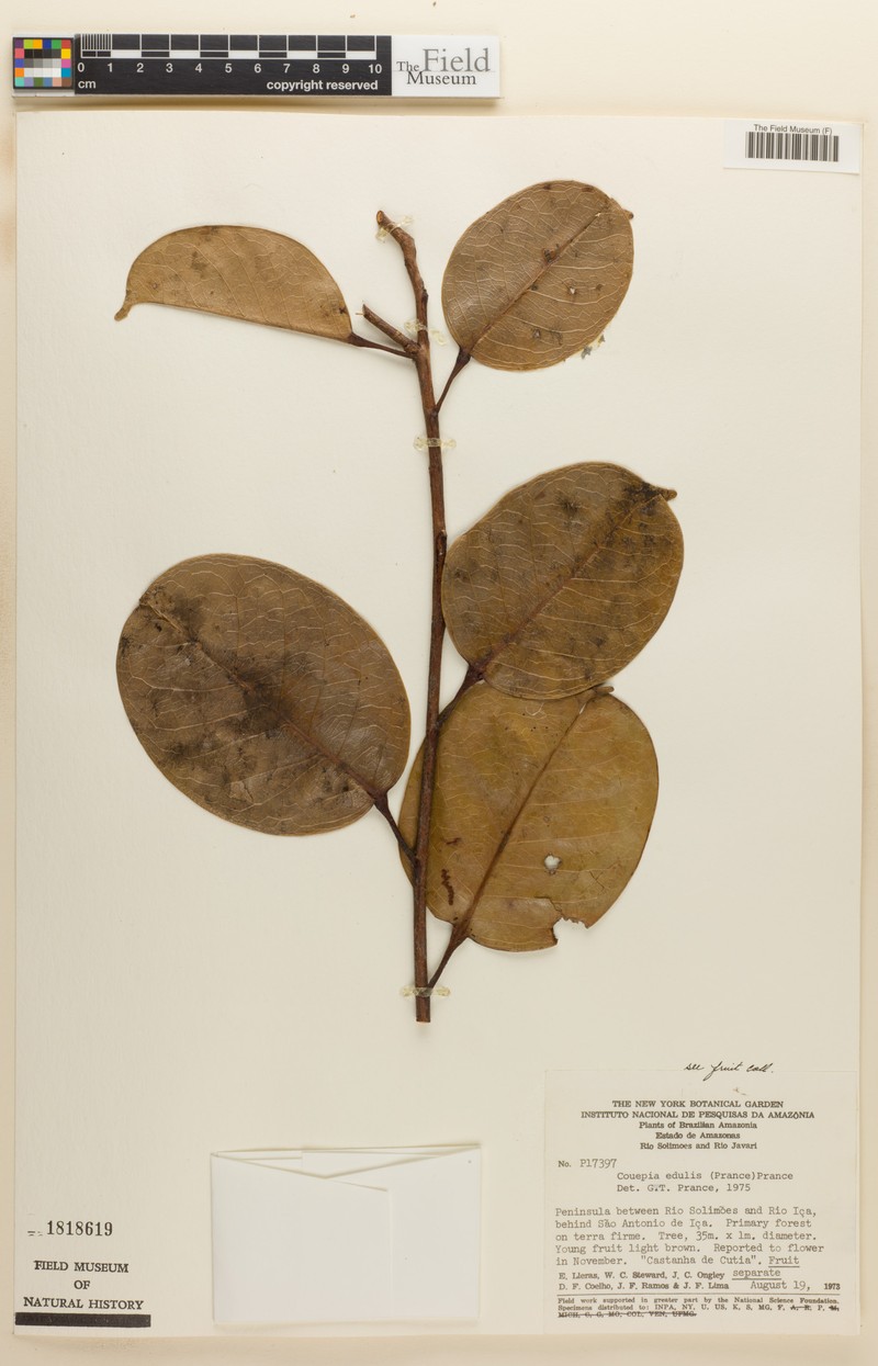 Acioa edulis photo 5
