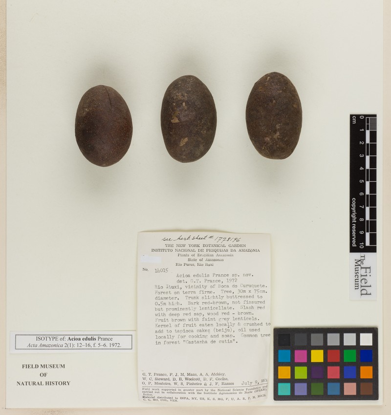 Acioa edulis photo 6