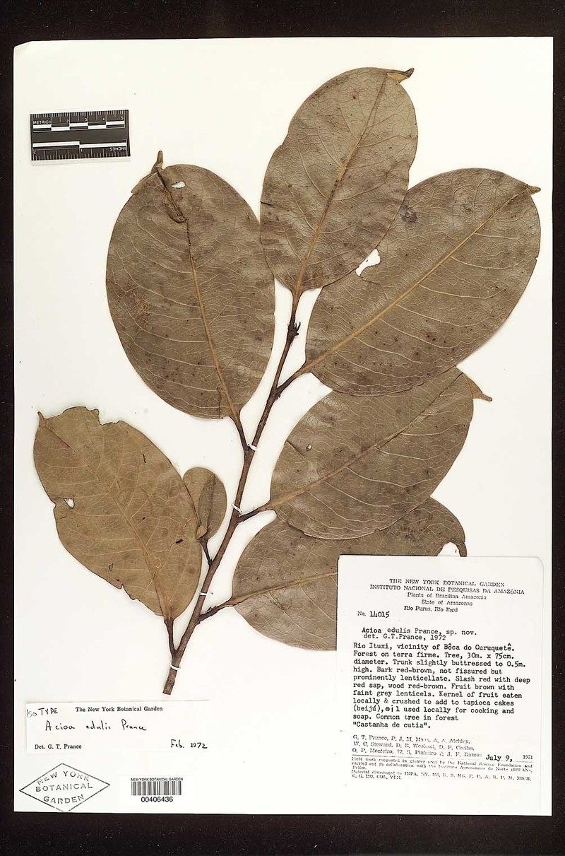 Acioa edulis photo 7