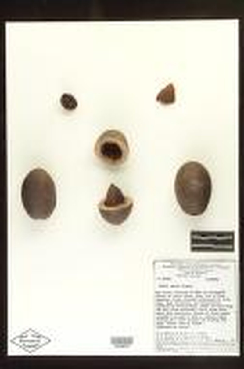 Acioa edulis photo 8