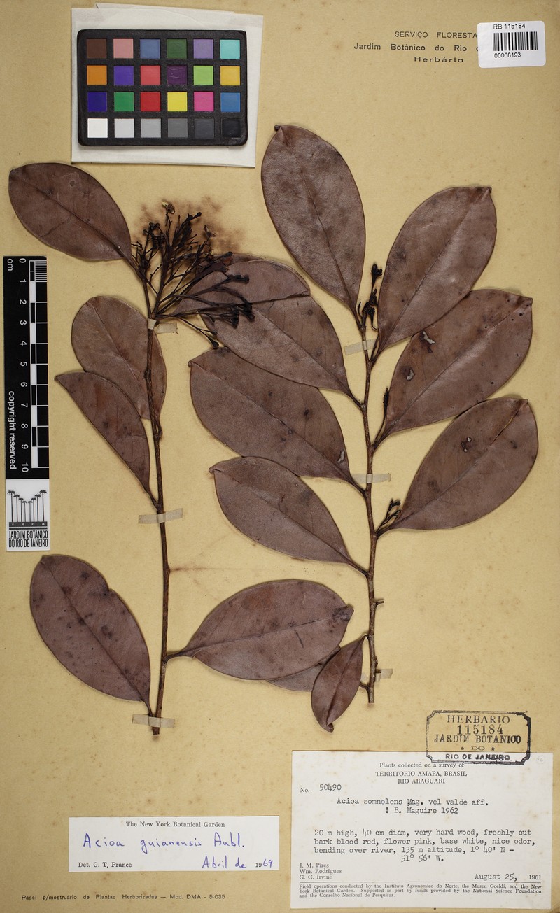 Acioa guianensis