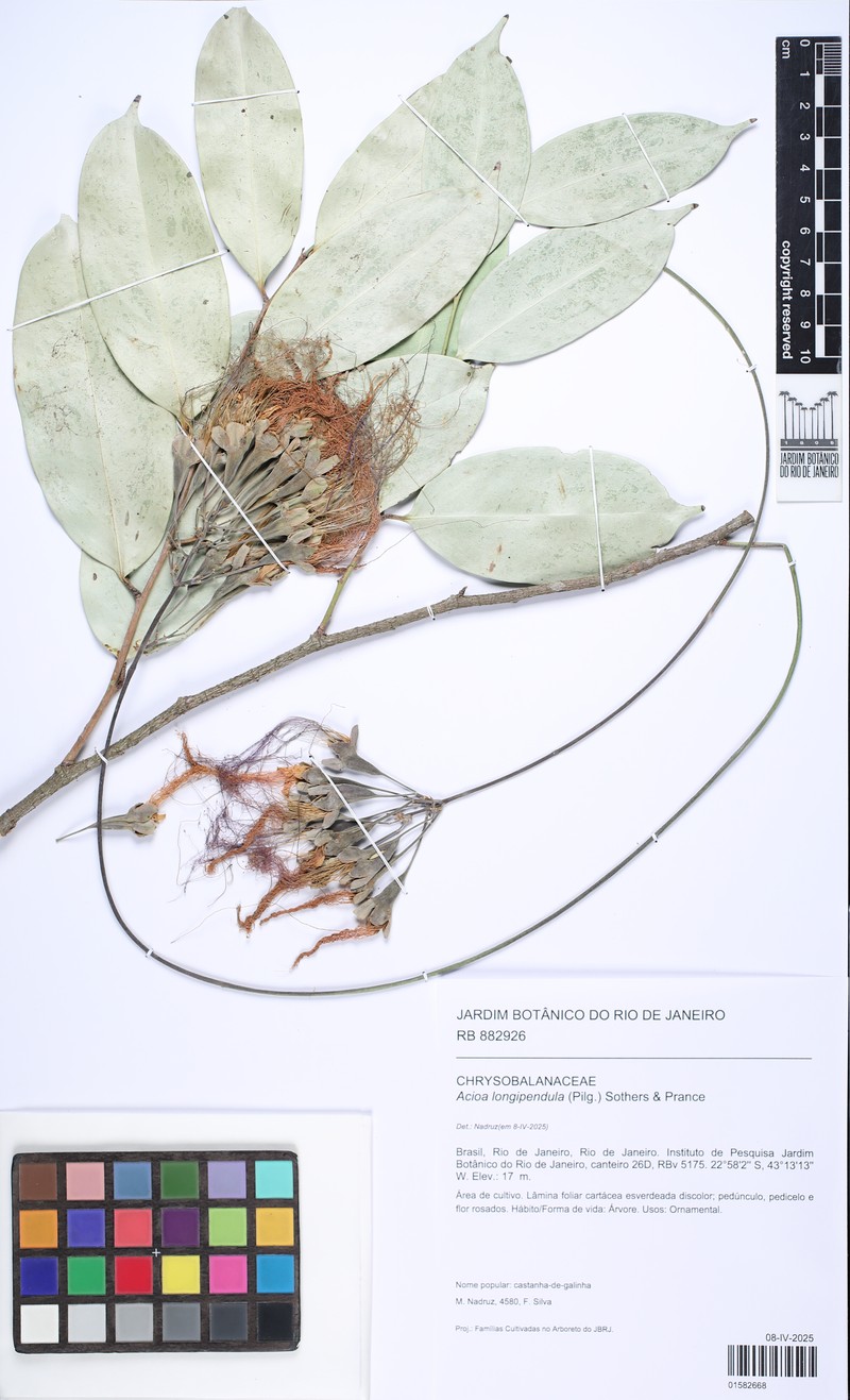 Acioa longipendula