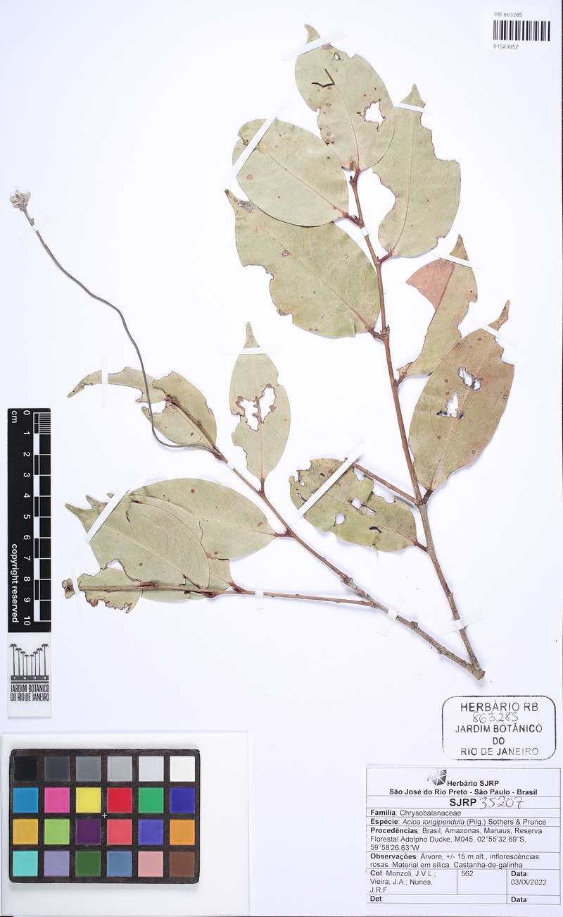 Acioa longipendula photo 2