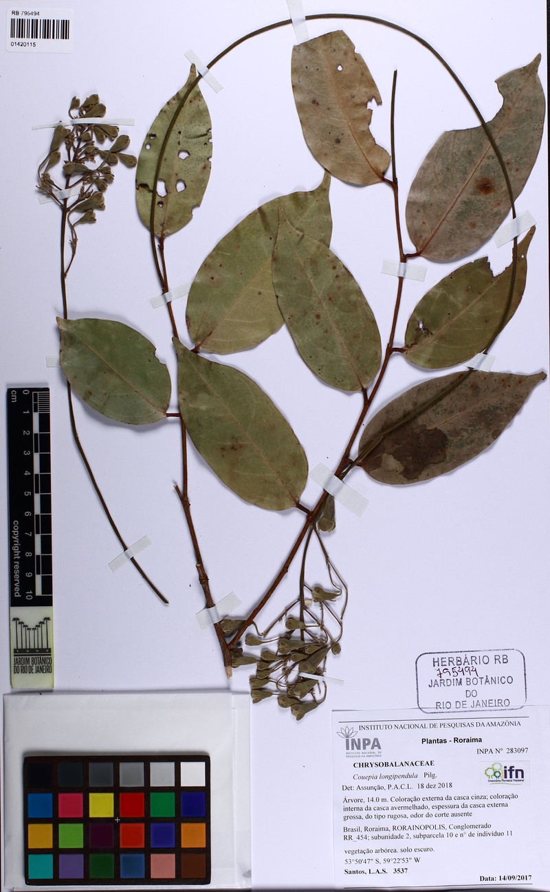 Acioa longipendula photo 3