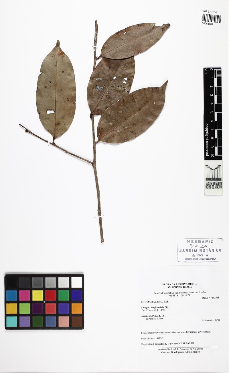 Acioa longipendula photo 4
