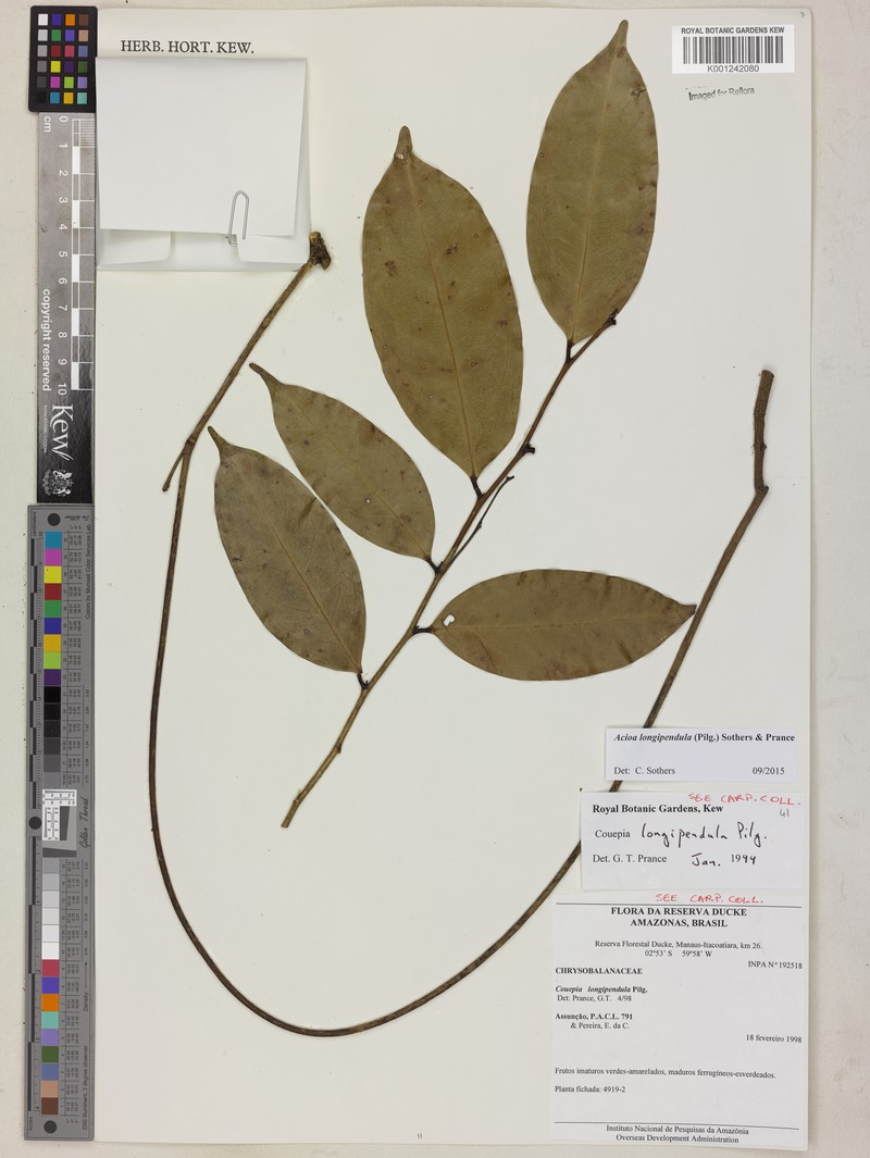 Acioa longipendula photo 5