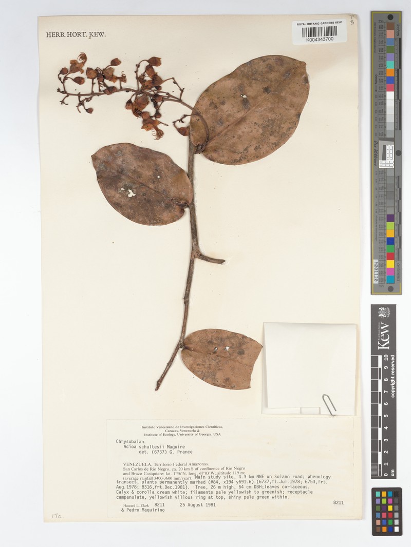 Acioa schultesii