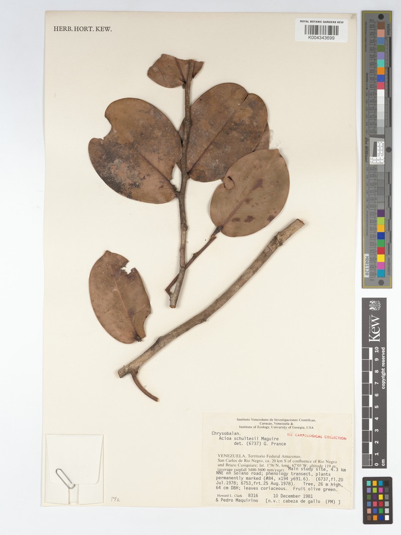 Acioa schultesii photo 2