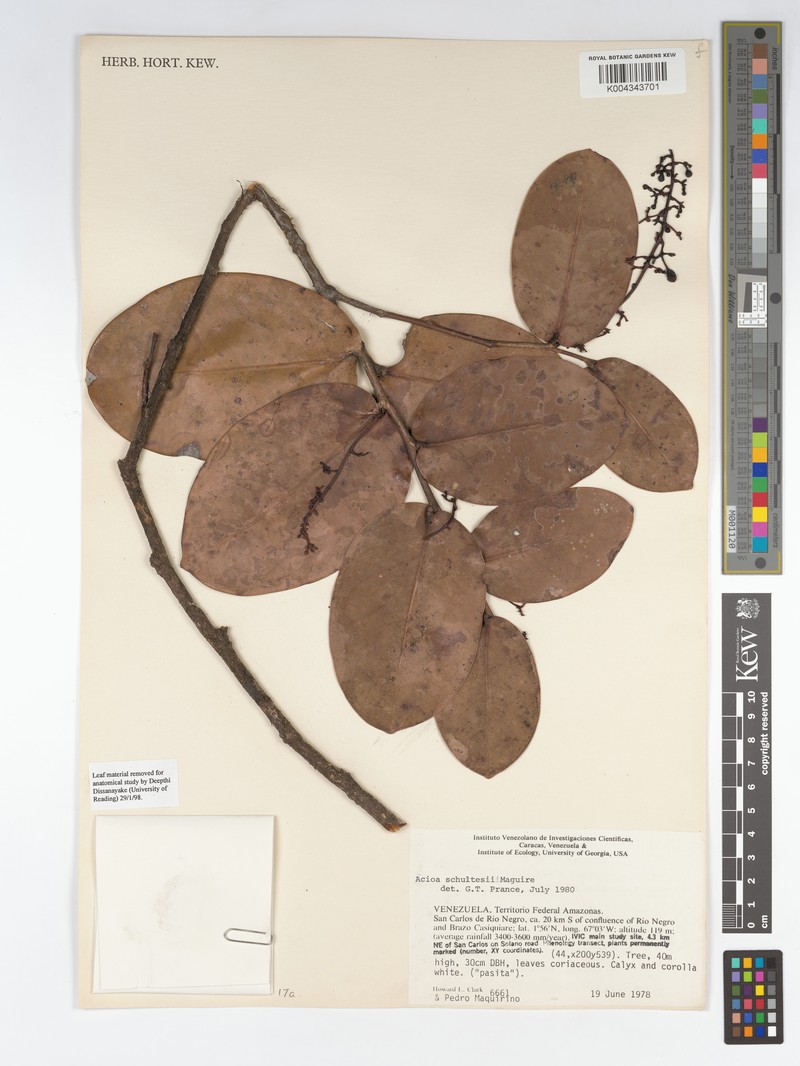 Acioa schultesii photo 3