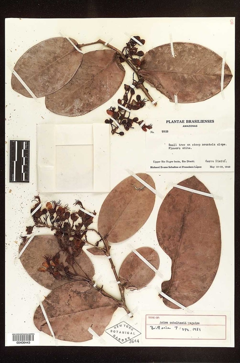 Acioa schultesii photo 4