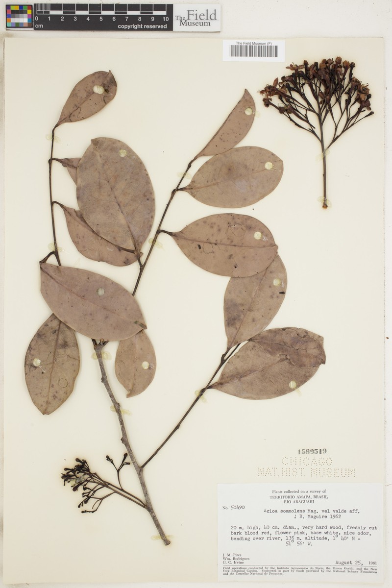 Acioa somnolens
